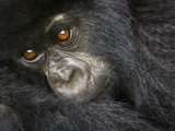 Juvenile Mountain Gorilla of the Umubano Group, Volcanoes National Park, Rwanda Photographic Print by Ralph H. Bendjebar