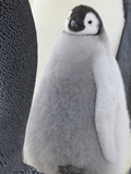 Emperor Penguin (Aptenodytes Forsteri) Chick with Parent on Ice, Snow Hill Island, Antarctica Photographic Print by Keren Su