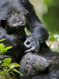 Chimpanzee (Pan Troglodytes) Grooming in Rainforest Clearing, Kibale Forest Reserve, Uganda Photographic Print by Paul Souders