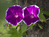Morning Glories, Sochi, Russia Photographic Print by Dave Bartruff
