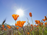 Poppies with Sun and Blue Sky, Antelope Valley Near Lancaster, California, Usa Photographie par Jamie & Judy Wild