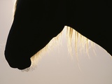 Shadow of a Wild Mustang Colt (Equus Caballus) Photographic Print by John Eastcott & Yva Momatiuk