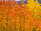 Quaking Aspens in Beautiful Bright Fall Colors Photographic Print by John Eastcott & Yva Momatiuk
