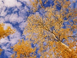 Aspen Trees with Autumn Foliage Photographic Print by John Eastcott & Yva Momatiuk