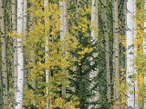 A Grove of Aspen and White Birch Trees Photographic Print by John Eastcott & Yva Momatiuk