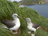 Mated Pair of Gray-Headed Albatrosses and a Chick on a Cliff Side Photographic Print by John Eastcott & Yva Momatiuk