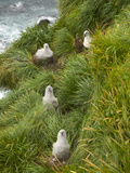 Gray-Headed Albatross Chicks in their Nests Among Tussock Grass Photographic Print by John Eastcott & Yva Momatiuk