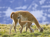 Guanaco, Lama Guanicoe, Calf and Grazing Mother on a Grassy Slope Photographic Print by John Eastcott & Yva Momatiuk