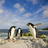 Adelie Penguins Standing and Walking on Coastal Rocks Photographic Print by John Eastcott & Yva Momatiuk