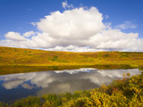 Cumulus Clouds Above Colorful Fall Tundra and Glacial Kettle Pond Photographic Print by John Eastcott & Yva Momatiuk