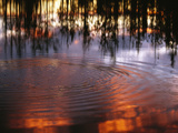 Black Spruce Trees are Reflected in a Tundra Pond at Sunset Photographic Print by John Eastcott & Yva Momatiuk