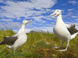 Wandering Albatrosses Courting and Displaying at Mating Season Photographic Print by John Eastcott & Yva Momatiuk