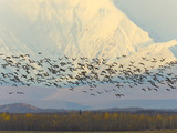 Migrating Sandhill Cranes, Grus Canadensis, and Snowy Alaska Range Photographic Print by John Eastcott & Yva Momatiuk