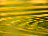 Green and Golden Reflections in Pond with Ripples Created by Animals Photographic Print by John Eastcott & Yva Momatiuk