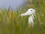 Wandering Albatross Sitting in Thick Grasses Photographic Print by John Eastcott & Yva Momatiuk