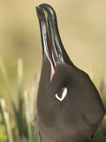 Close Up of a Light-Mantled Sooty Albatross, Phoebetria Palpebrata Photographic Print by John Eastcott & Yva Momatiuk