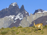 Guanaco, Lama Guanicoe, Female Against Cuernos Del Paine Peaks Photographic Print by John Eastcott & Yva Momatiuk