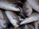 Sicily, Italy, Western Europe, Fish for Sale at the Market Photographic Print by Ken Scicluna