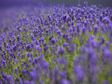 England, Kent, Shoreham, Lavender Fields at Shoreham, in North Kent Photographie par Katie Garrod