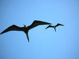 Ecuador, Galapagos, a Male and Female Frigate Bird Soar Overhead Photographie par Niels Van Gijn