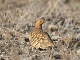 A Chesnut-Bellied Sandgrouse in Tsavo East National Park Photographic Print by Nigel Pavitt