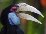 Bali, Ubud, a Wreathed Hornbill in Bali Bird Park Photographie par Niels Van Gijn