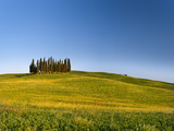 Italy, Tuscany, Siena District, Orcia Valley, Cypress on the Hill Near San Quirico D'Orcia Photographic Print by Francesco Iacobelli