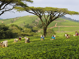 Malawi, Thyolo, Satemwa Tea Estate, Workers Plucking Tea Fotografisk tryk af John Warburton-lee