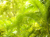 Singapore Botanic Gardens, Singapore Photographic Print by Jon Arnold