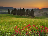 Italy, Tuscany, Siena District, Orcia Valley, Cypress on the Hill Near San Quirico D'Orcia Fotografie-Druck von Francesco Iacobelli
