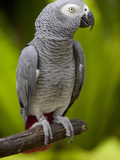 Bali, Ubud, an African Grey Parrot at Bali Bird Park Fotografie-Druck von Niels Van Gijn