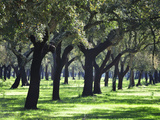 Cork Trees in Alentejo. Portugal Photographic Print by Mauricio Abreu