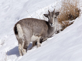 India, Ladakh, Rumbak, Himalayan Blue Sheep, or Bharal, Foraging for Food on a Snowy Slope in the R Photographic Print by Katie Garrod