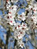 Almond Trees Blooming with Flowers. Loule, Algarve, Portugal Photographic Print by Mauricio Abreu
