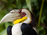 Bali, Ubud, a Wreathed Hornbill in Bali Bird Park Photographic Print by Niels Van Gijn