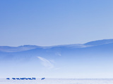 Mongolia, Ovorkhangai, Orkkhon Valley, Horses in the Winter Landscape Photographic Print by Nick Ledger
