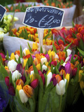 Flower Market, Amsterdam, Netherlands Photographic Print by Neil Farrin