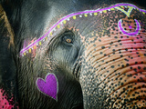 Elephant's Eye. Sonepur Mela, India Photographie par Mauricio Abreu