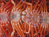Korea, Gyeongsangnam-Do, BUSAn, Crabs at Jalgalchi Fish Market Photographic Print by Jane Sweeney