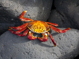 Ecuador, Galapagos, a Brightly Coloured Sally Lightfoot Crab Skips over the Dark Rocks Photographic Print by Niels Van Gijn