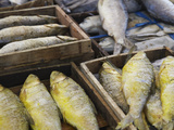 Salted Fish in Pasar Gede Market, Solo, Java, Indonesia Photographic Print by Ian Trower