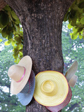 Thailand, Ayutthaya, Wat Chai Watthanaram, Hats Hanging from Tree Photographic Print by Shaun Egan