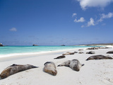 Ecuador, Galapagos, Sunbathing Sea Lions on the Stunning Beaches of San Cristobal, Galapagos Photographie par Niels Van Gijn