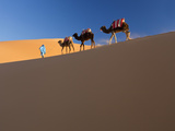 Tuareg Man Leading Camel Train, Erg Chebbi, Sahara Desert, Morocco Photographic Print by Peter Adams