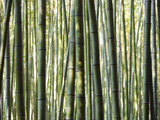 Japan, Chubu Region, Kyoto, Arashiyama, Close Up of a Bamboo Forest Photographic Print by Nick Ledger