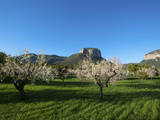 Almond Blossom, Serra De Tramuntana Auf Majorca, Balearics, Spain Lámina fotográfica por Katja Kreder Almond Blossom, Serra De Tramuntana Auf Majorca, Balearics, Spain Lámina fotográfica por Katja Kreder