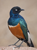 A Superb Starling in Tsavo East National Park Photographic Print by Nigel Pavitt