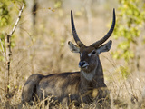 Malawi, Majete Wildlife Reserve, Male Waterbuck in the Brachystegia Woodland Photographic Print by John Warburton-lee