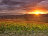 Italy, Umbria, Perugia District, Autumnal Vineyards Near Montefalco Photographic Print by Francesco Iacobelli