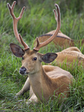 A Male Swamp Deer on the Edge of a Swamp in Kaziranga National Park, These Striking Deer are an End Photographic Print by Nigel Pavitt